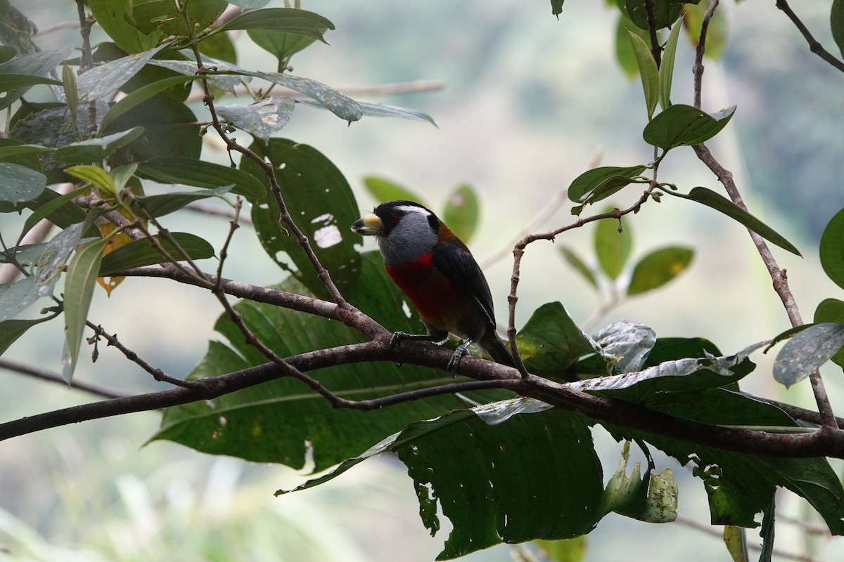 Toucan Barbet - ML637965073