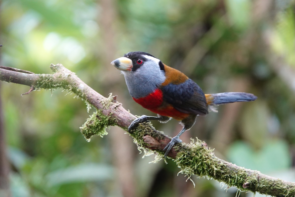 Toucan Barbet - ML637965074