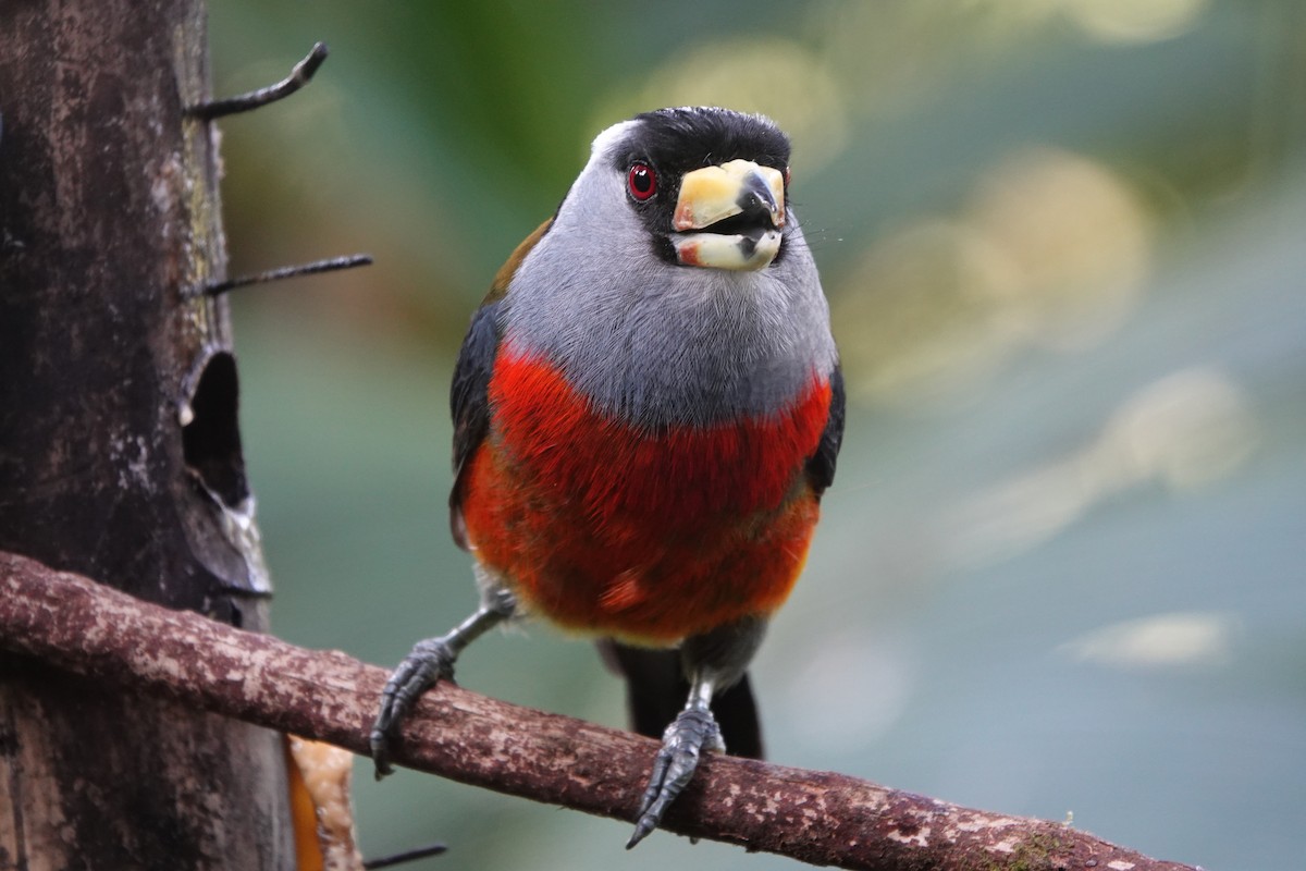 Toucan Barbet - ML637965075