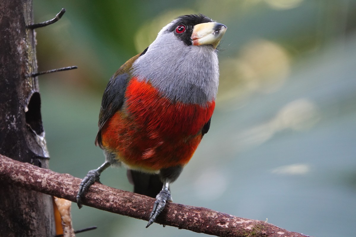 Toucan Barbet - ML637965076