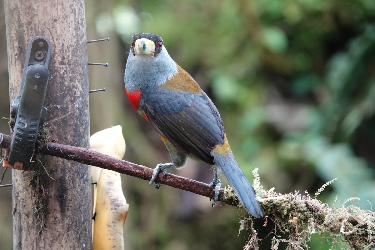 Toucan Barbet - ML637965077