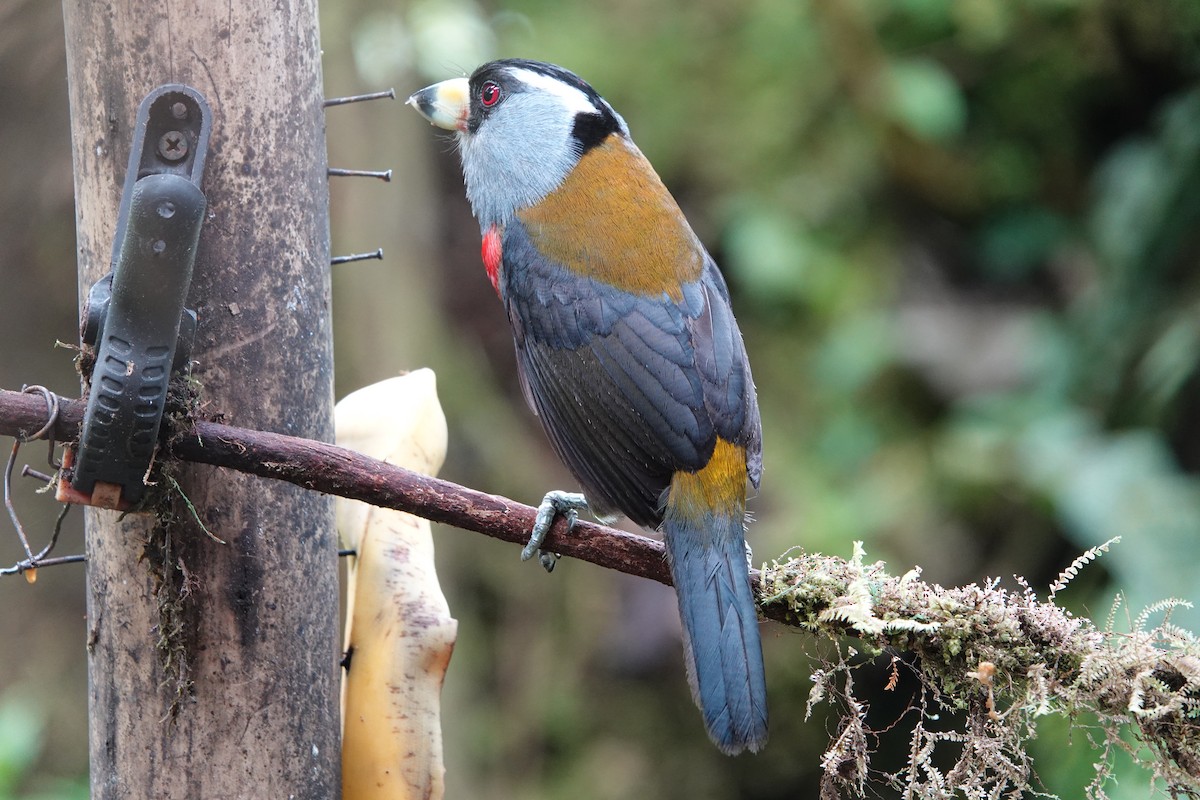 Toucan Barbet - ML637965078