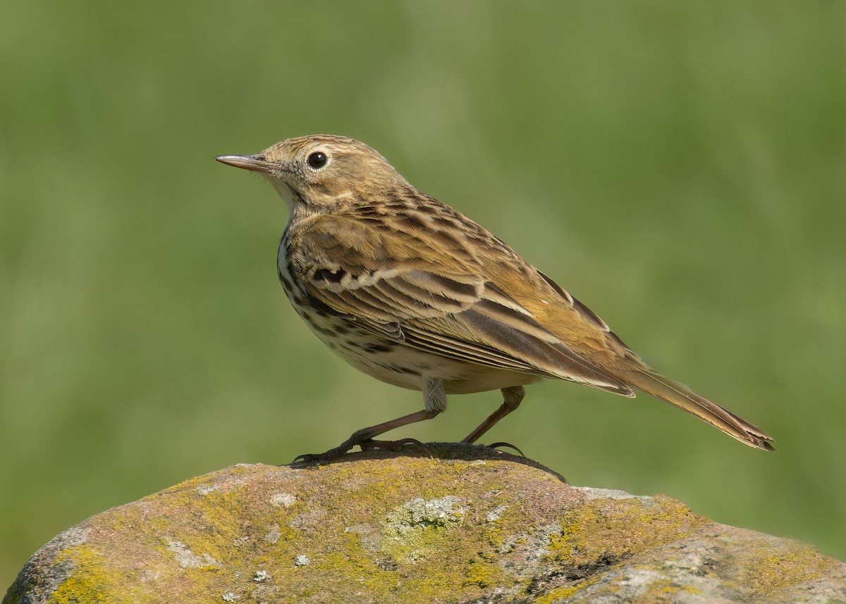 Meadow Pipit - ML637965081