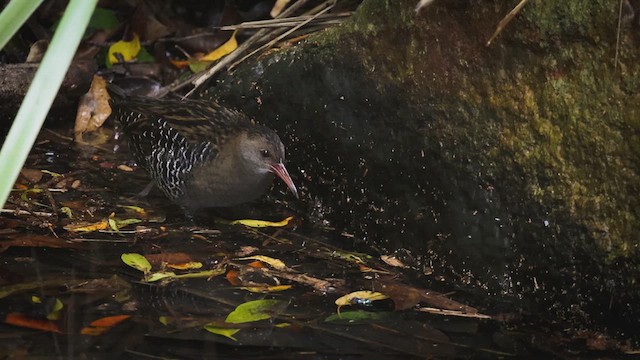 Lewin's Rail - ML637965089