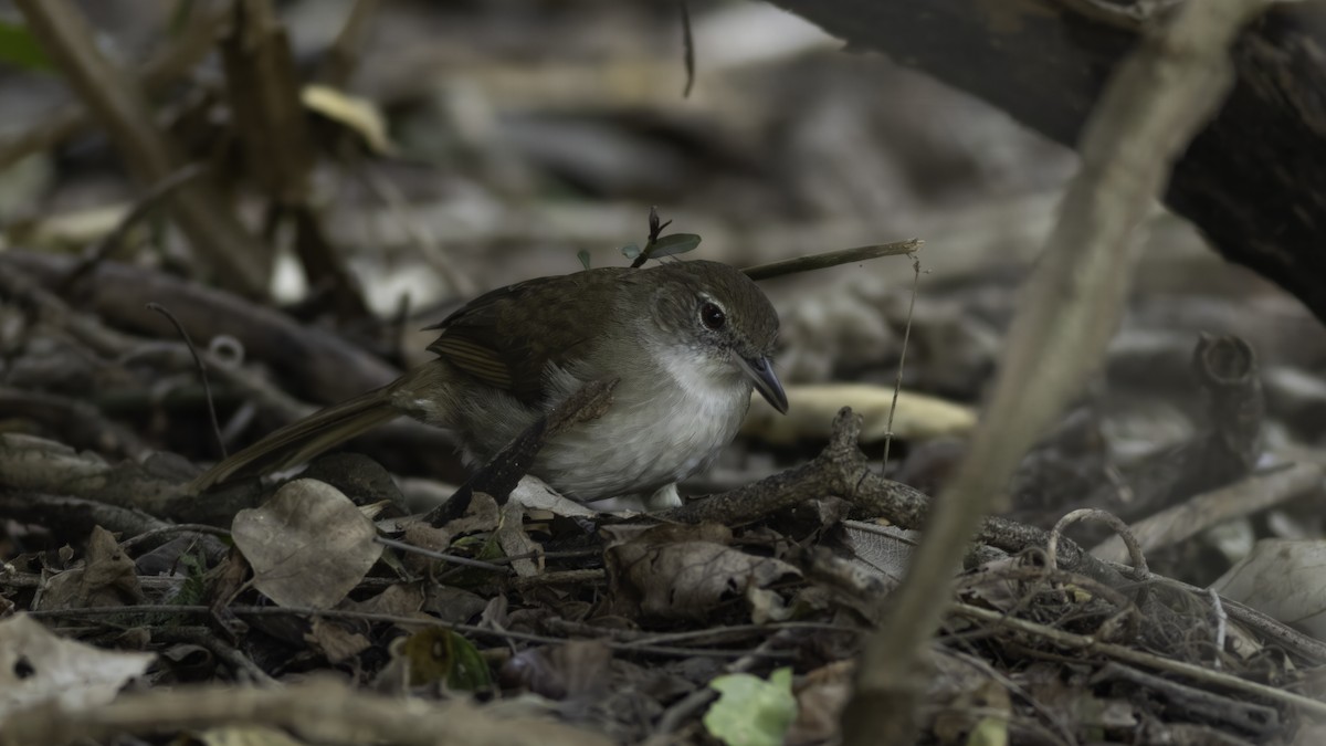 Terrestrial Brownbul - ML637965104