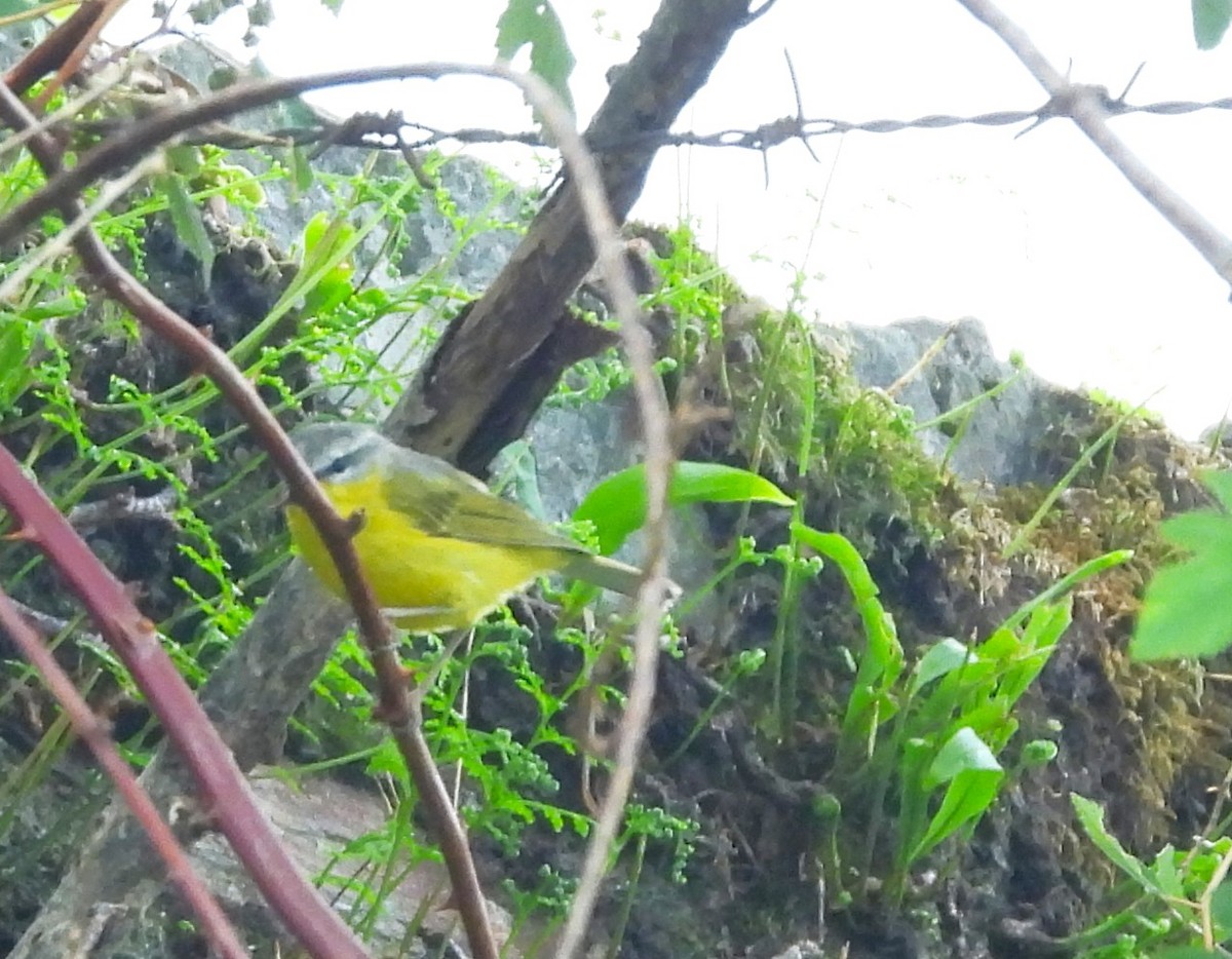 Gray-hooded Warbler - ML637965120
