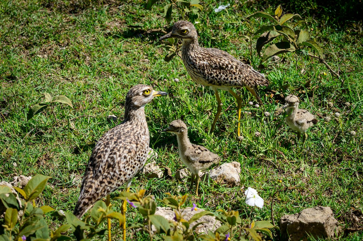 Spotted Thick-knee - ML637965123