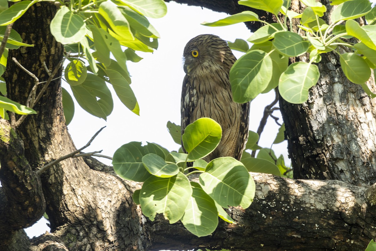 Brown Fish-Owl - ML637965127