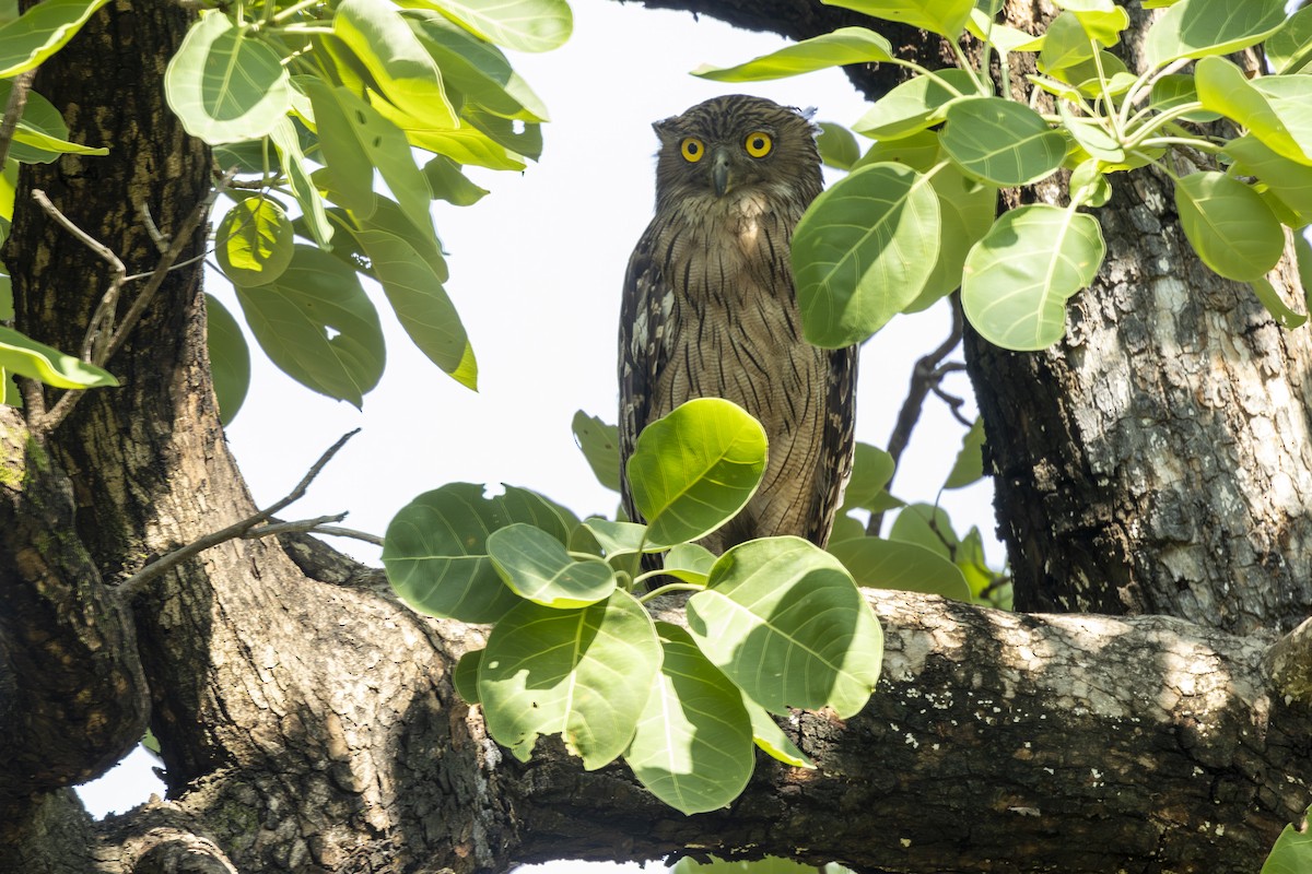 Brown Fish-Owl - ML637965128