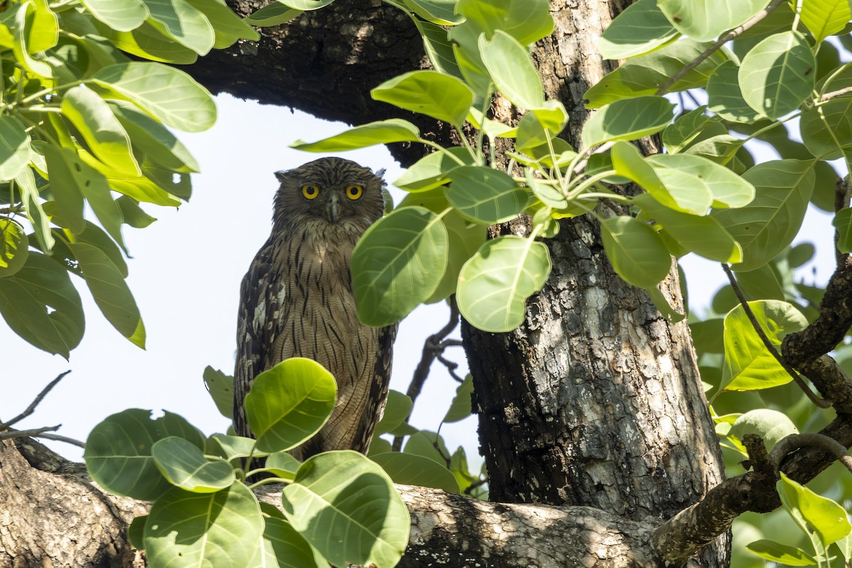 Brown Fish-Owl - ML637965129