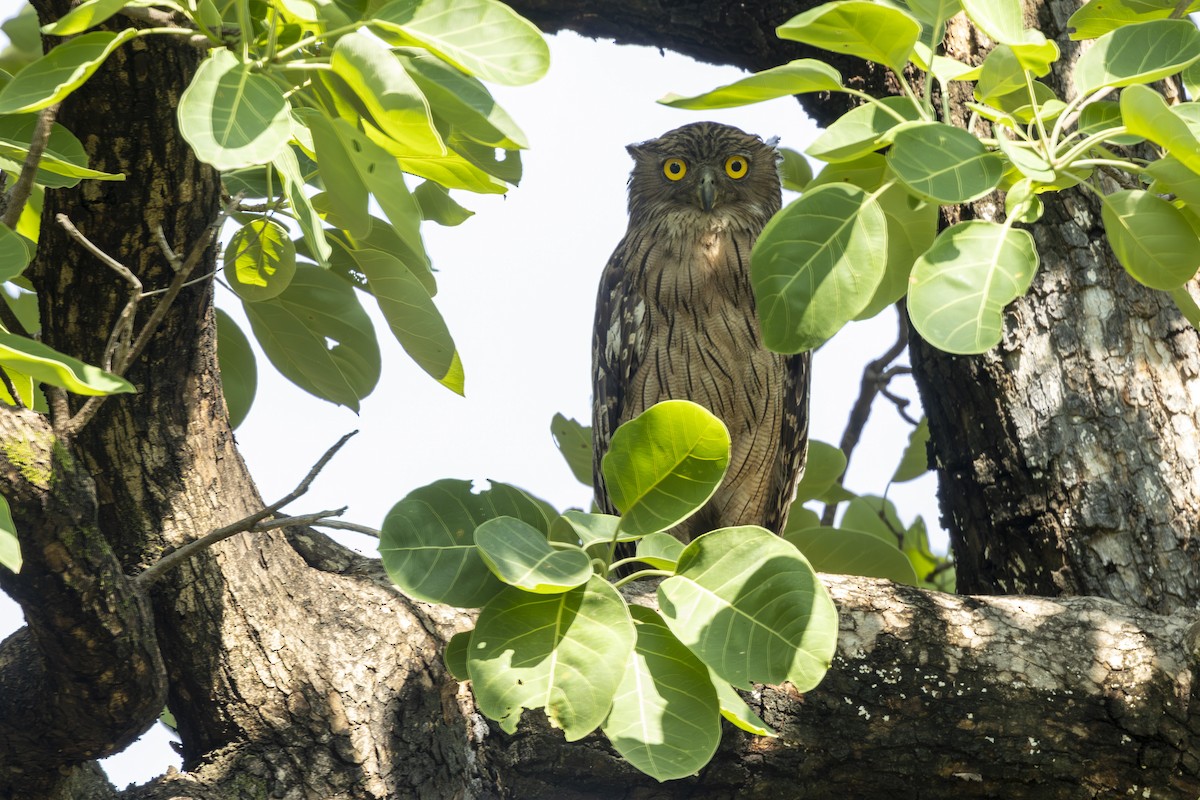 Brown Fish-Owl - ML637965130