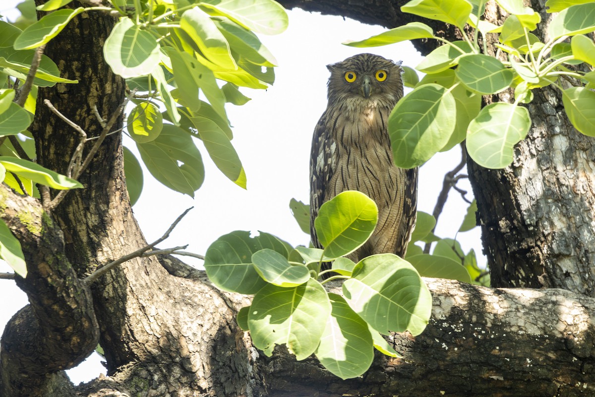 Brown Fish-Owl - ML637965132