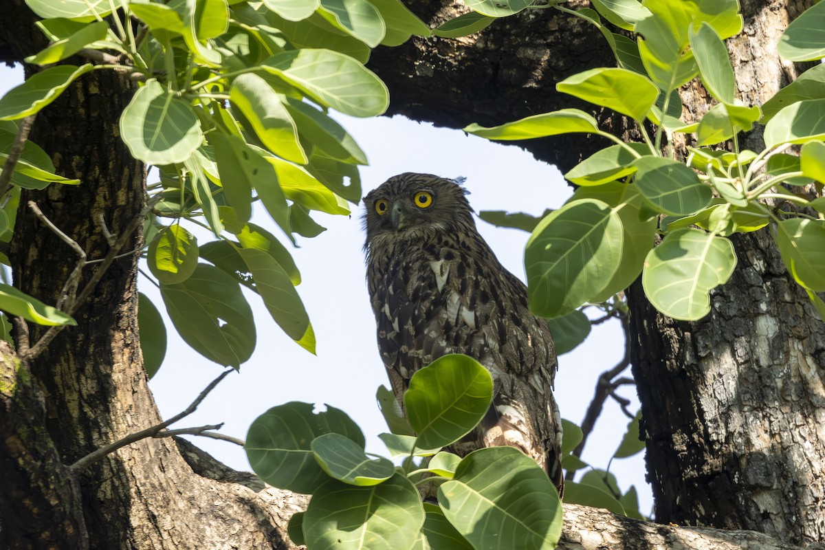 Brown Fish-Owl - ML637965134