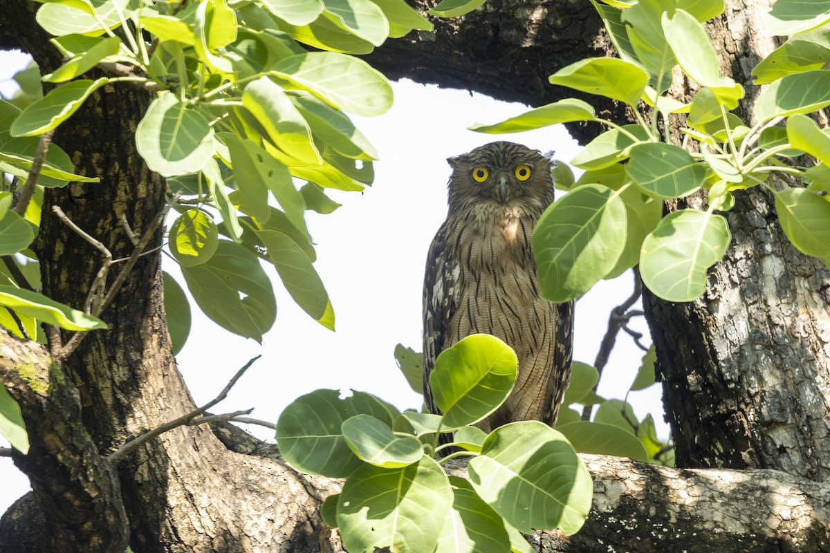 Brown Fish-Owl - ML637965135