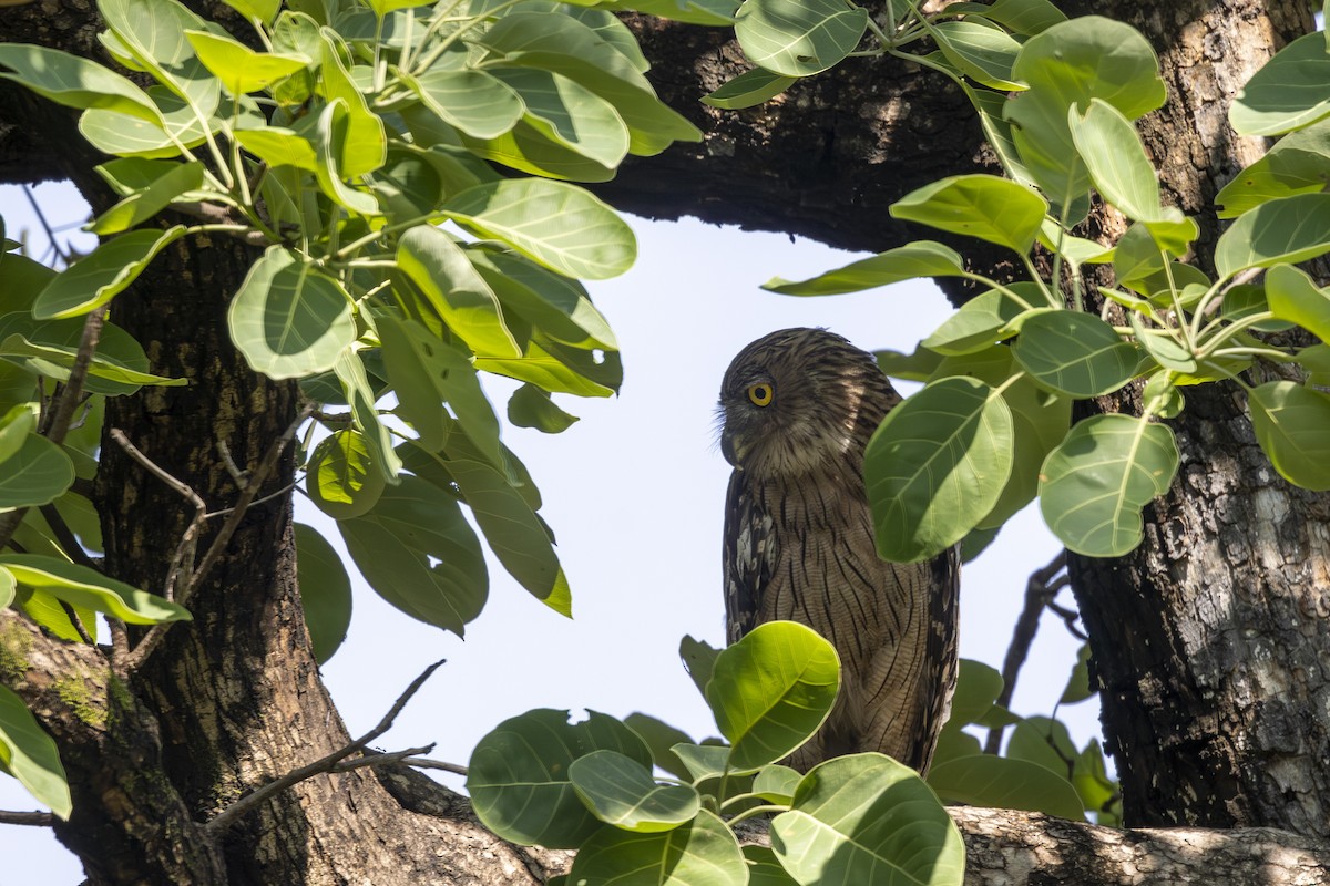 Brown Fish-Owl - ML637965136