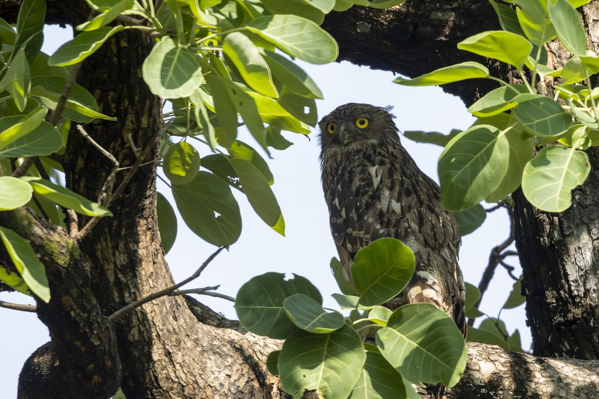 Brown Fish-Owl - ML637965137