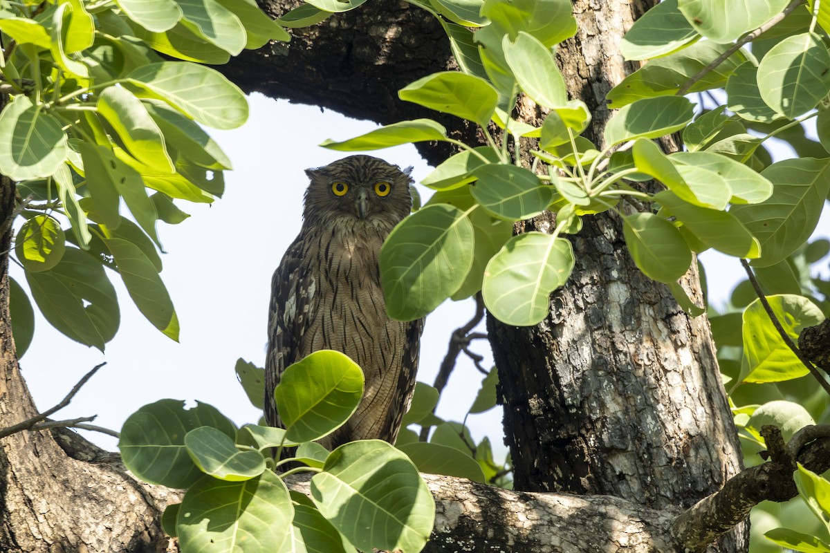 Brown Fish-Owl - ML637965139