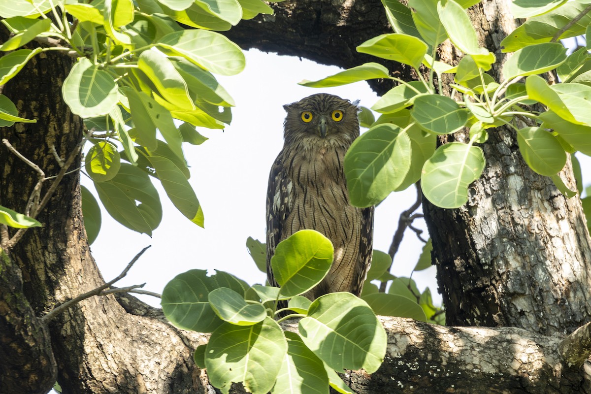 Brown Fish-Owl - ML637965140