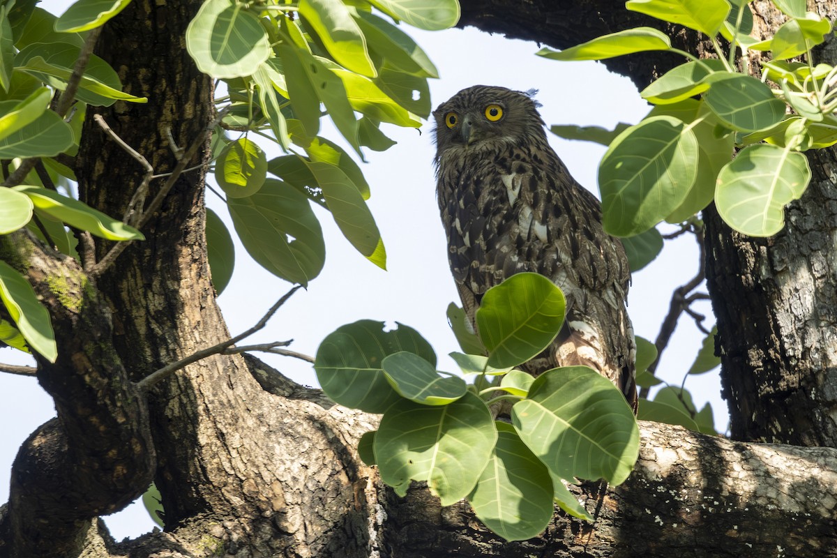 Brown Fish-Owl - ML637965141