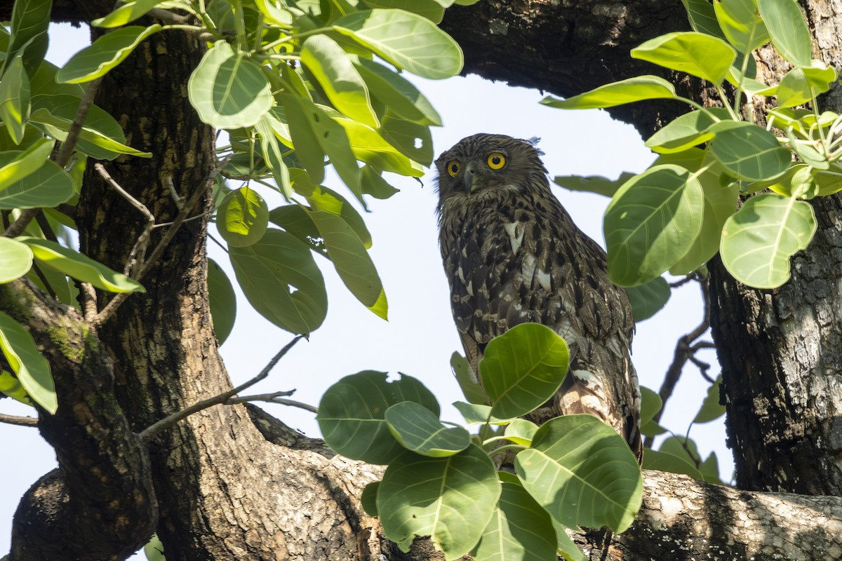 Brown Fish-Owl - ML637965142