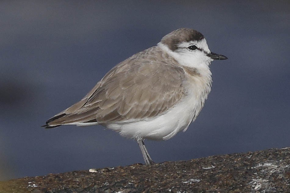 White-fronted Plover - ML637965144