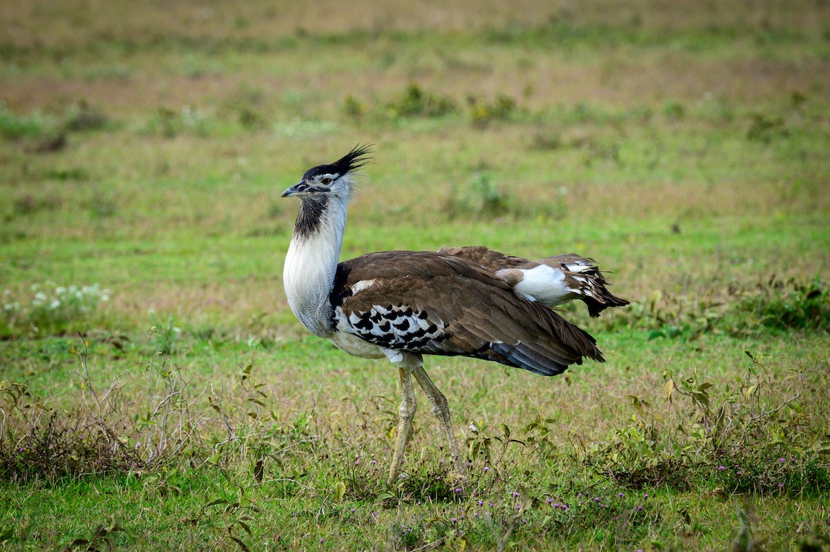 Kori Bustard - ML637965145