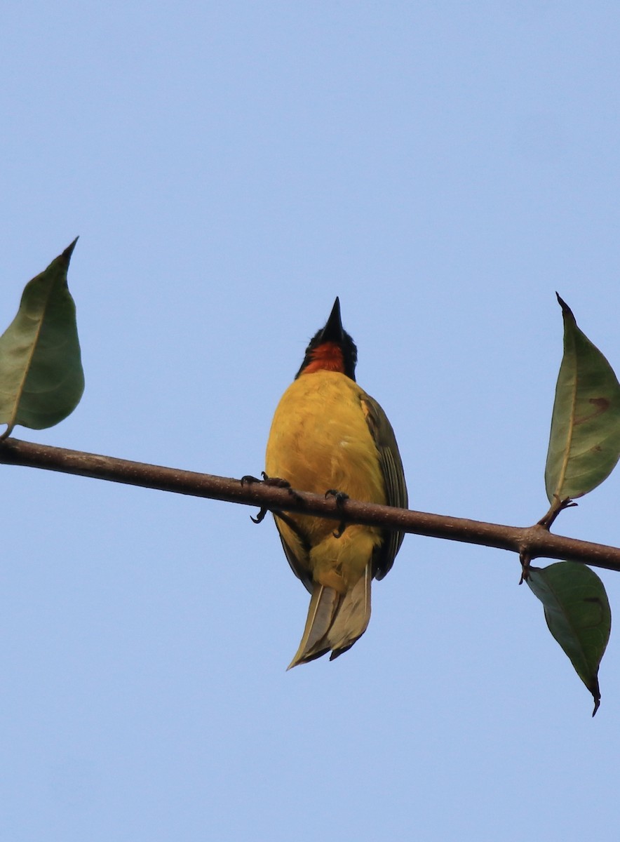 Flame-throated Bulbul - ML637965148