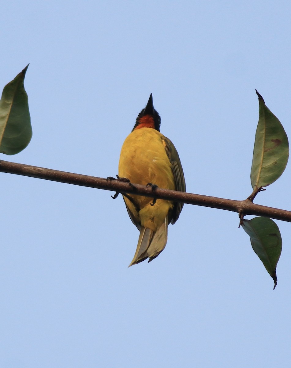 Flame-throated Bulbul - ML637965149