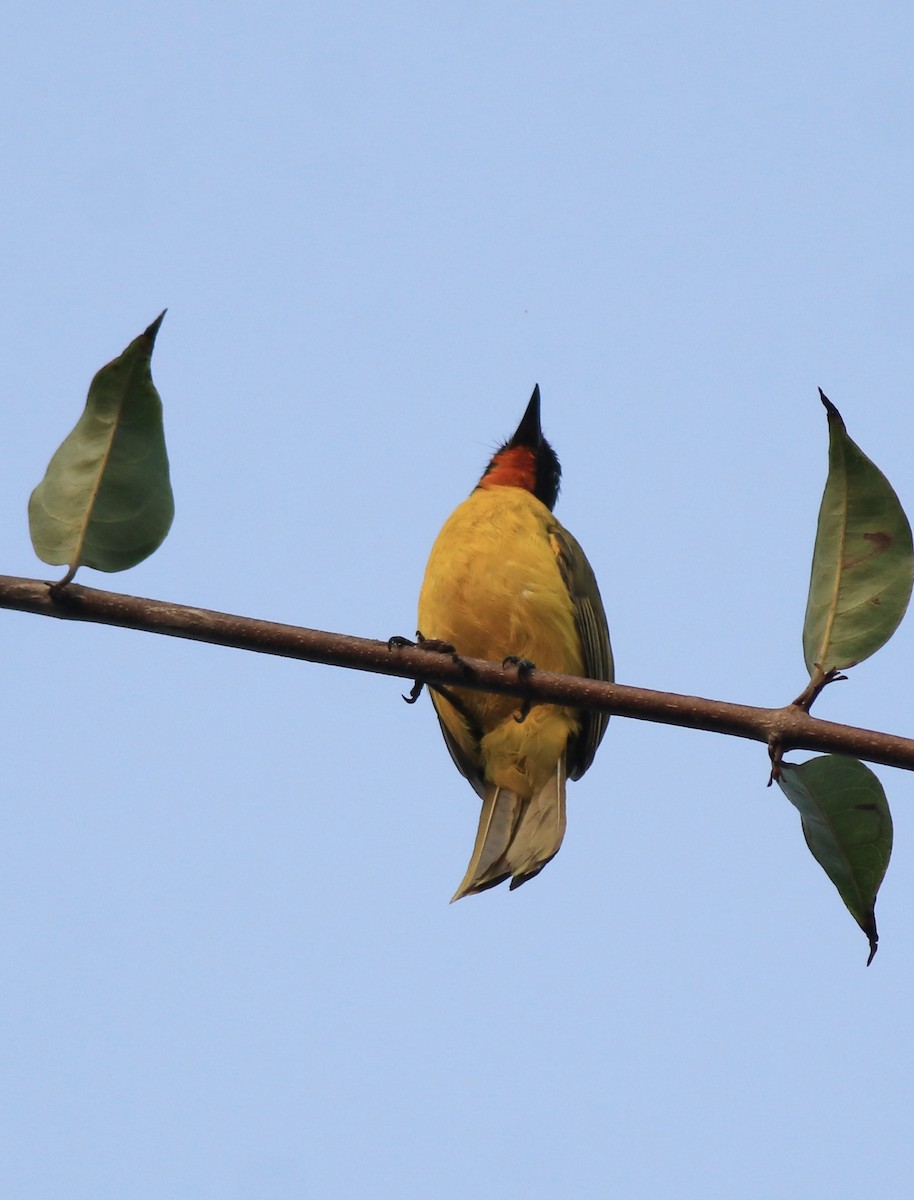 Flame-throated Bulbul - ML637965150