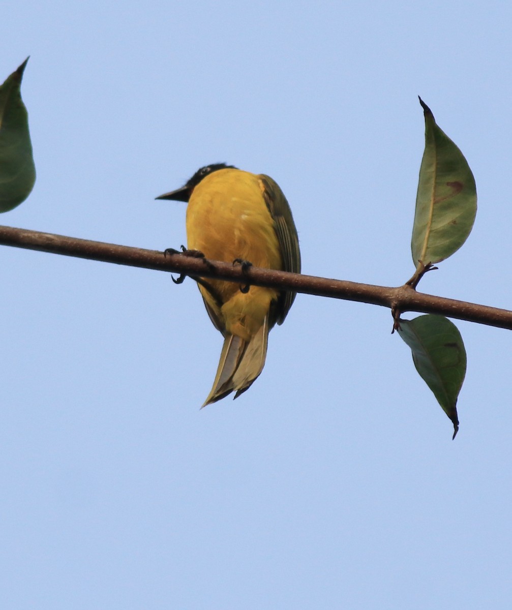 Flame-throated Bulbul - ML637965151
