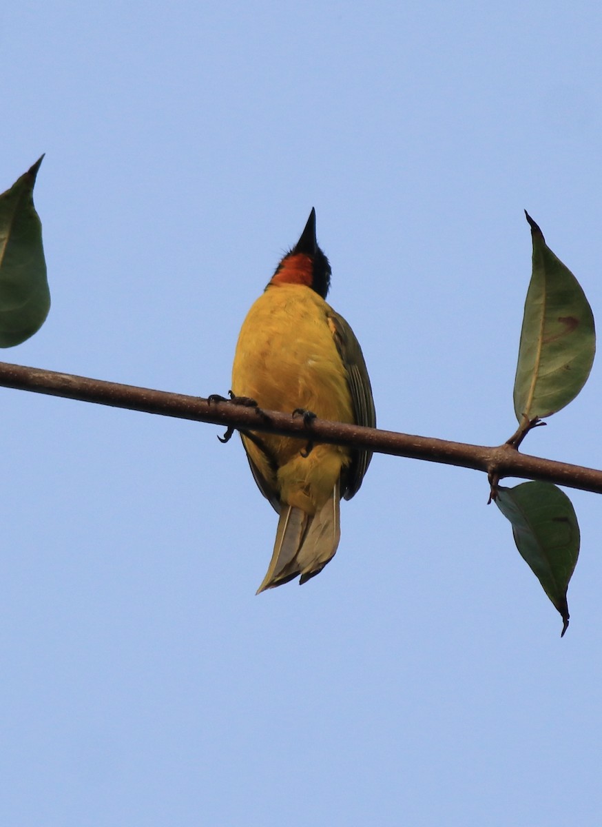 Flame-throated Bulbul - ML637965152