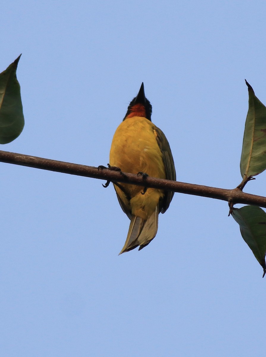 Flame-throated Bulbul - ML637965154