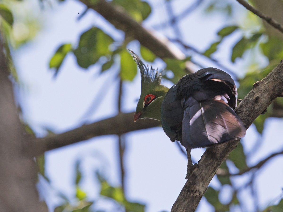 Schalow's Turaco - ML637965156