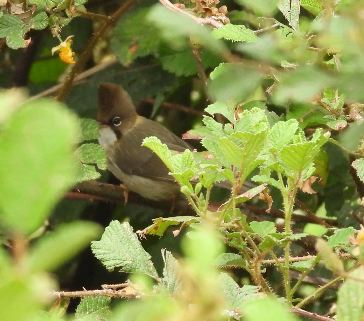 Whiskered Yuhina - ML637965211