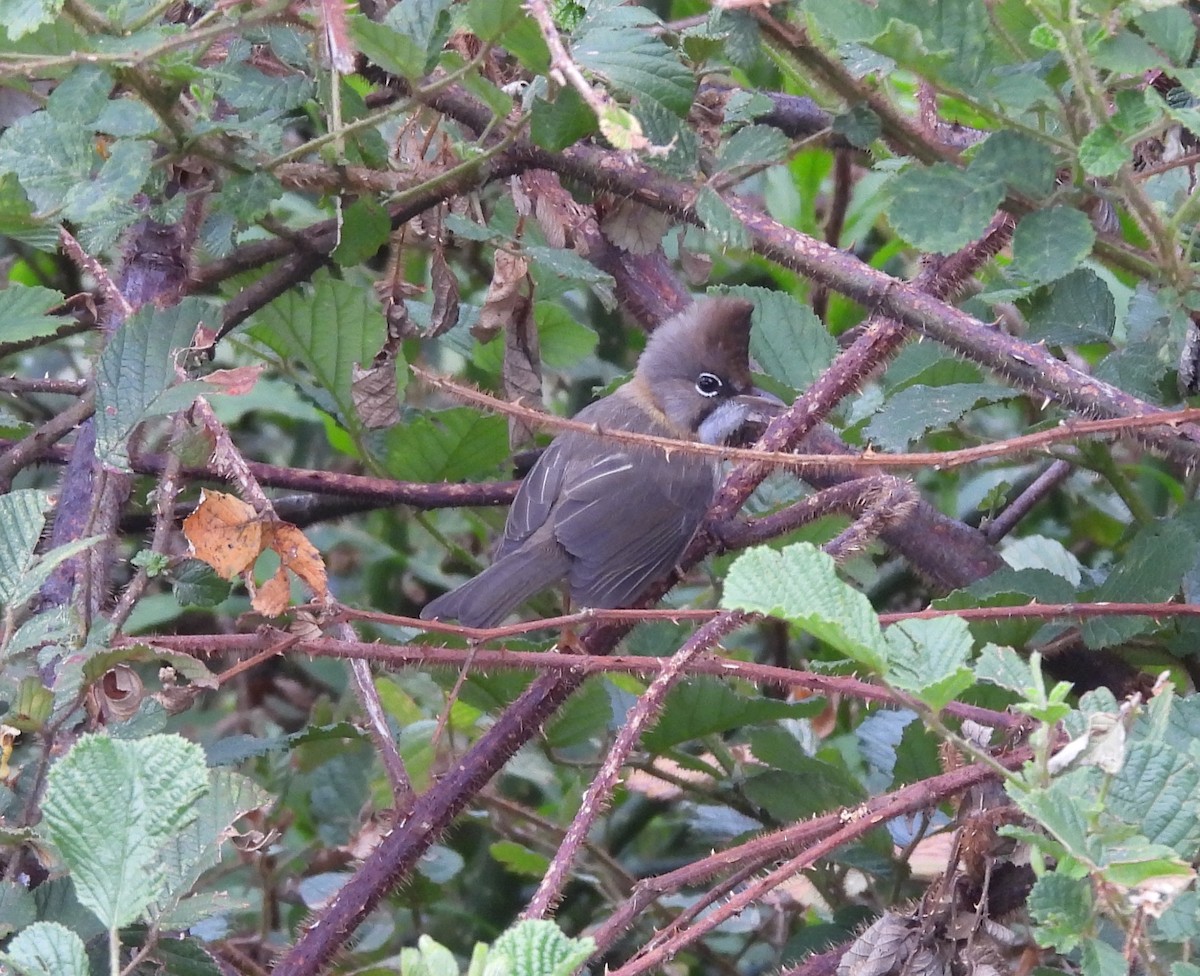 Whiskered Yuhina - ML637965212