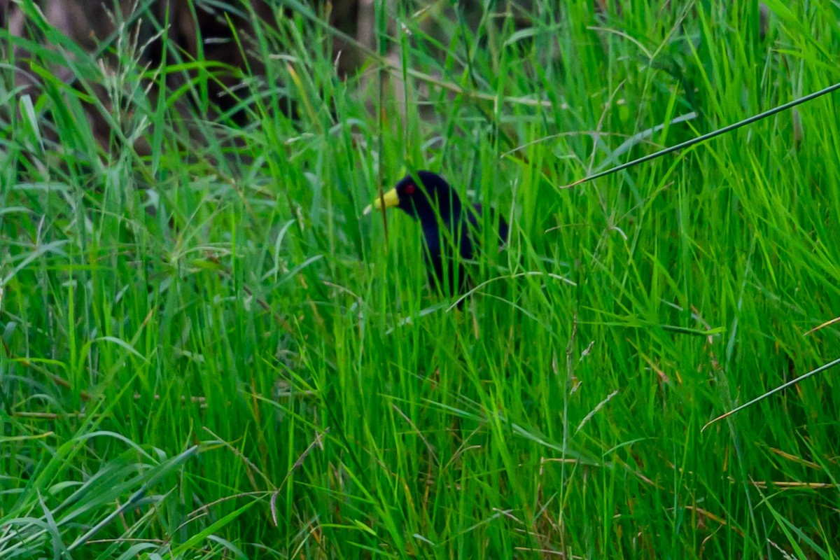 Black Crake - ML637965232