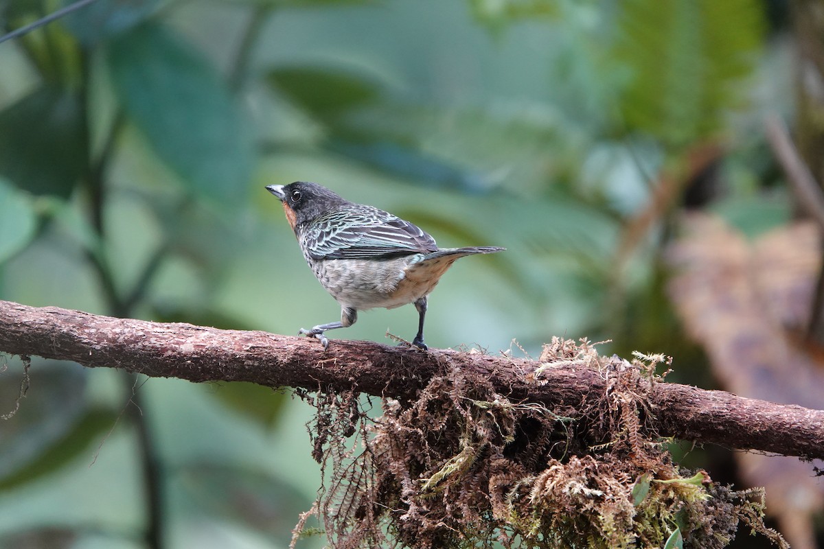 Rufous-throated Tanager - ML637965266