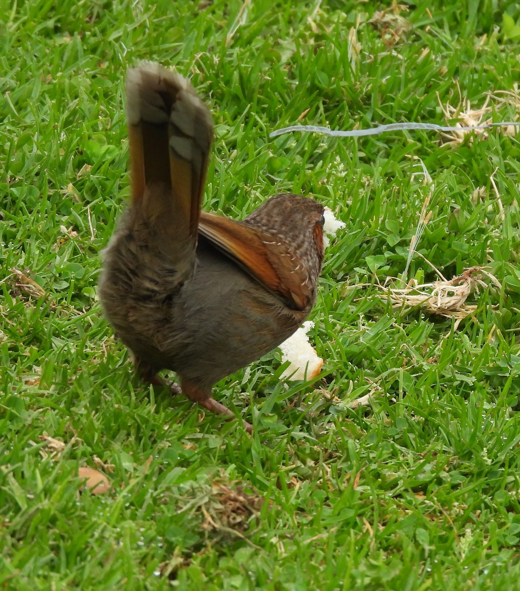 Streaked Laughingthrush - ML637965278