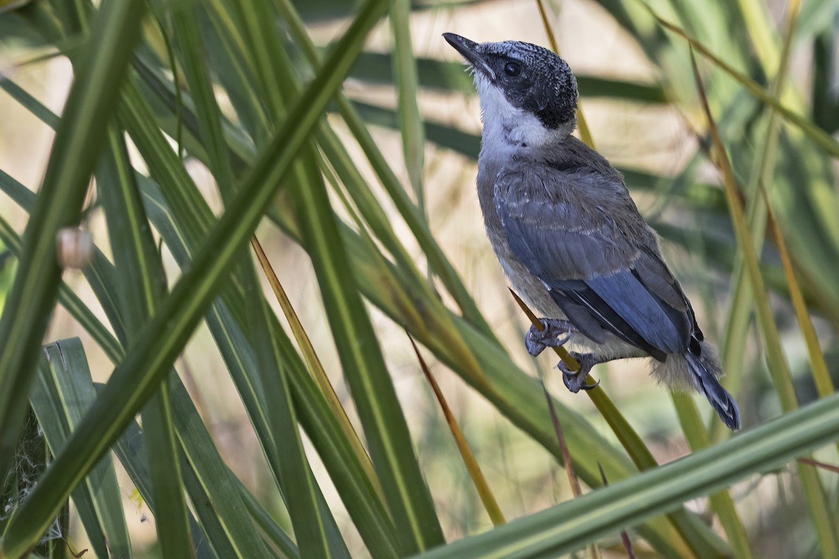 Iberian Magpie - ML637965304