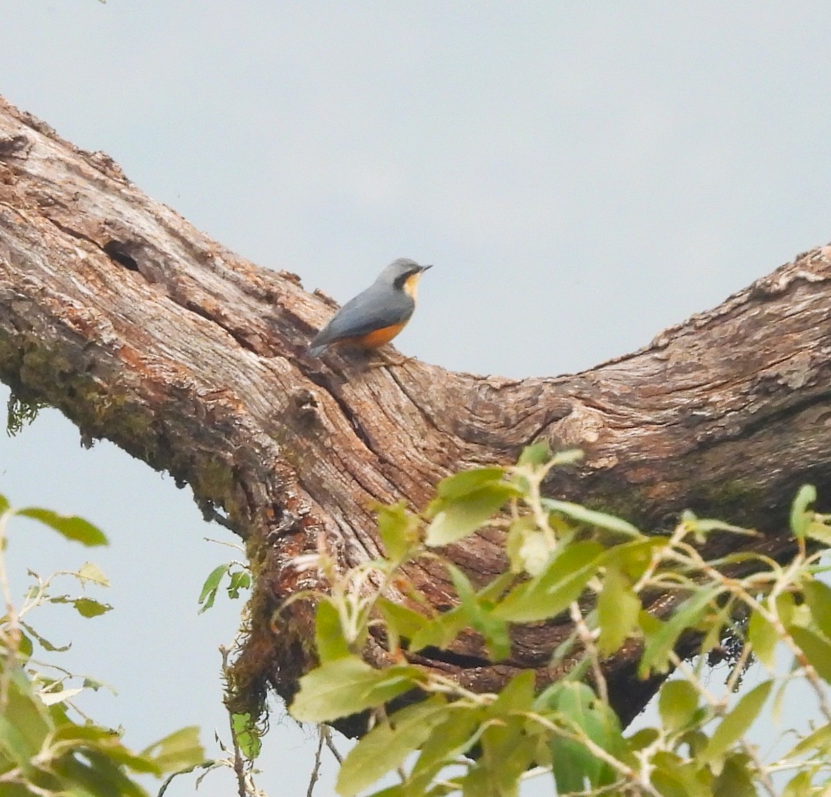 White-tailed Nuthatch - ML637965313
