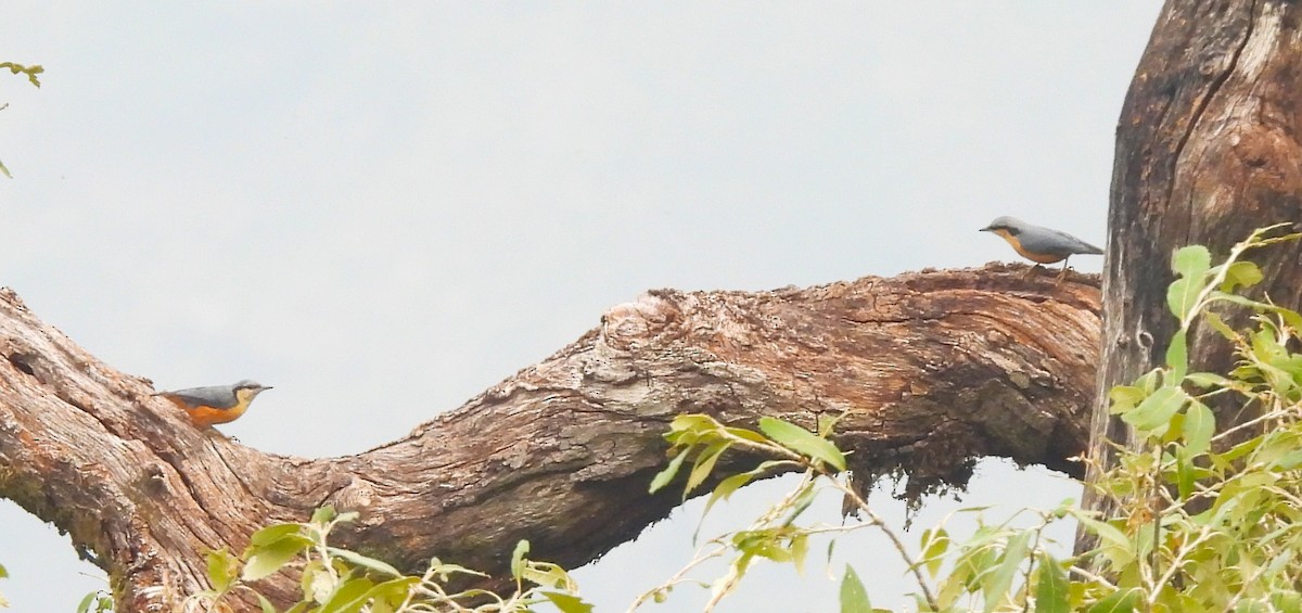 White-tailed Nuthatch - ML637965314