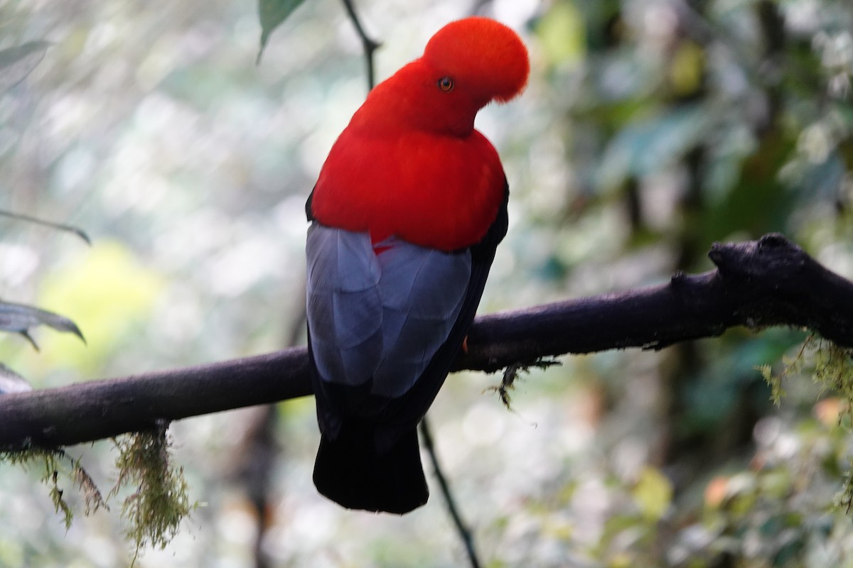 Andean Cock-of-the-rock - ML637965315