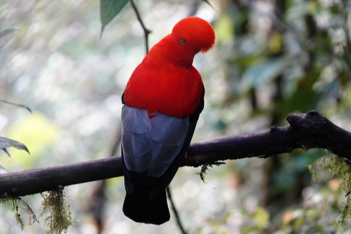 Andean Cock-of-the-rock - ML637965316