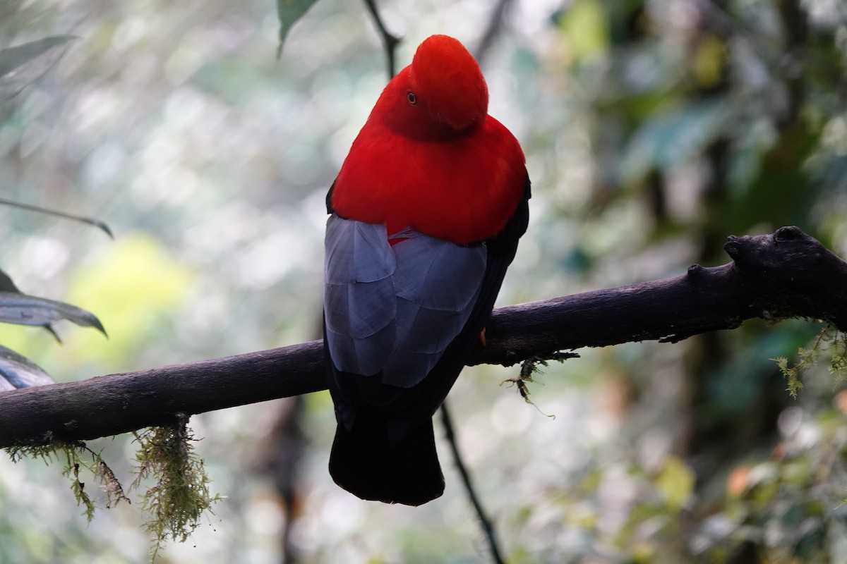 Andean Cock-of-the-rock - ML637965317