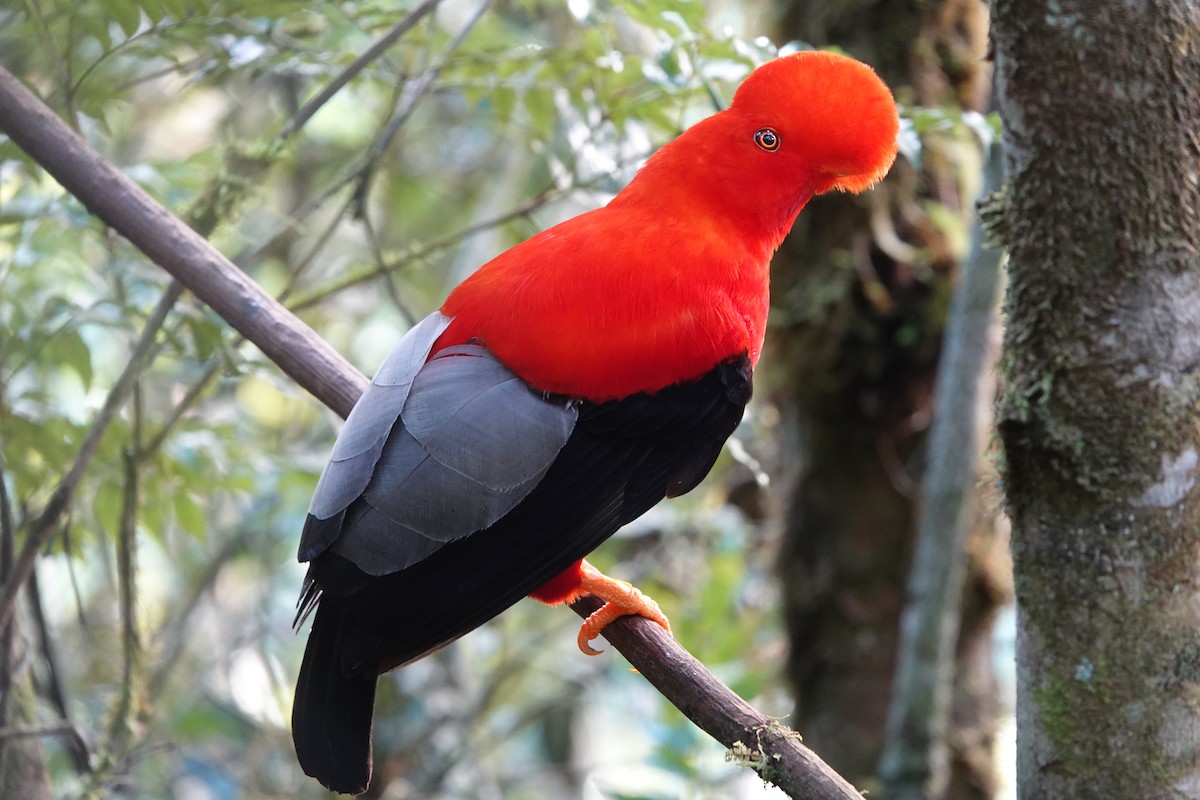 Andean Cock-of-the-rock - ML637965318