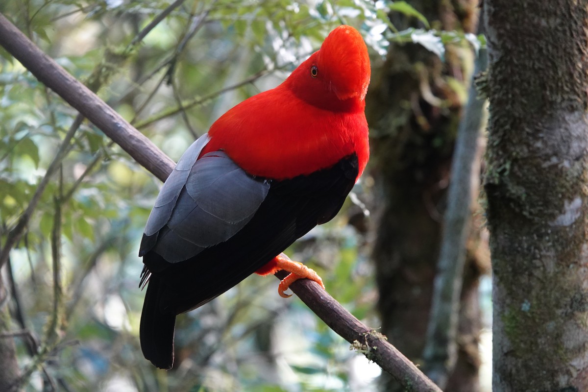 Andean Cock-of-the-rock - ML637965319