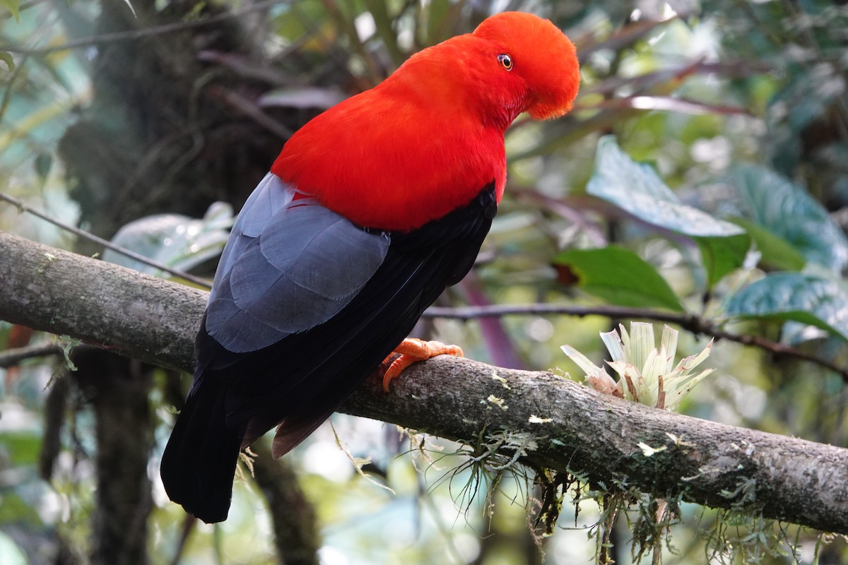 Andean Cock-of-the-rock - ML637965320