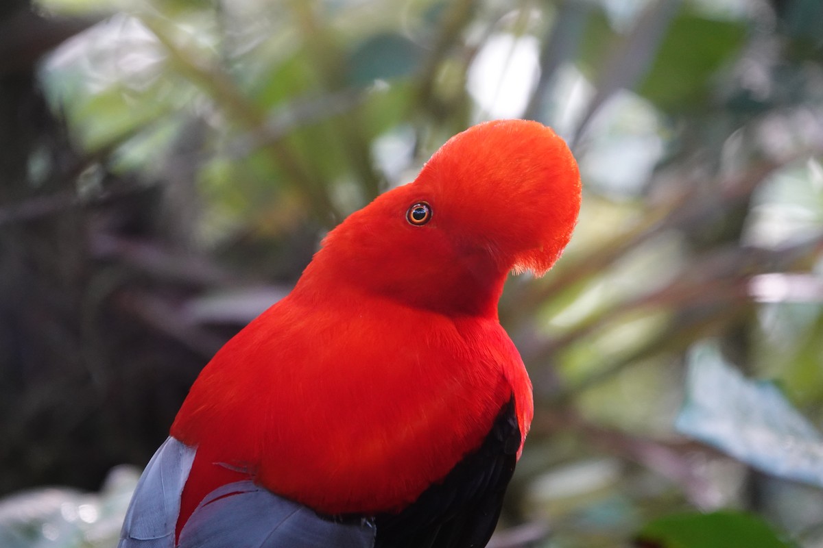 Andean Cock-of-the-rock - ML637965321