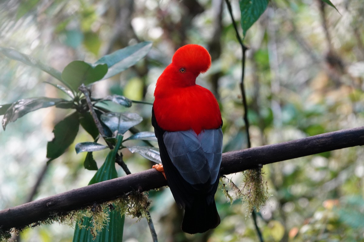 Andean Cock-of-the-rock - ML637965322
