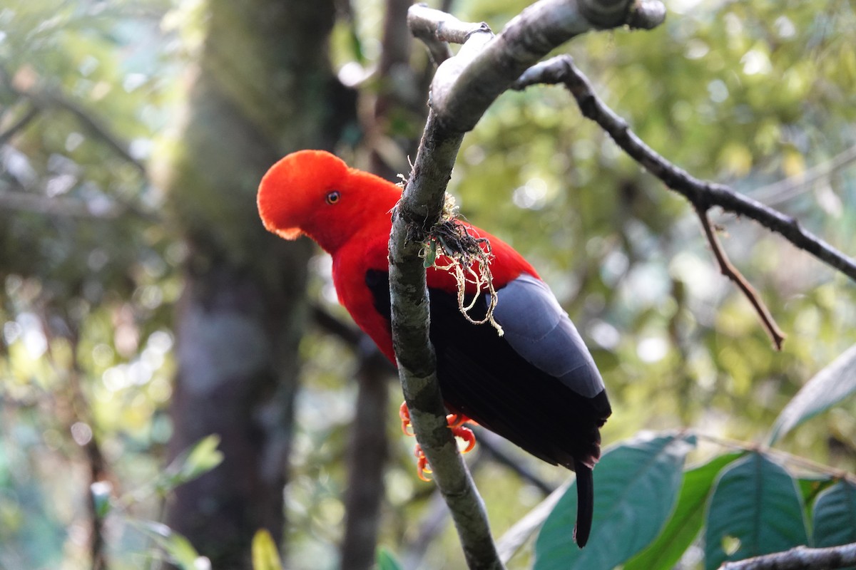 Andean Cock-of-the-rock - ML637965323